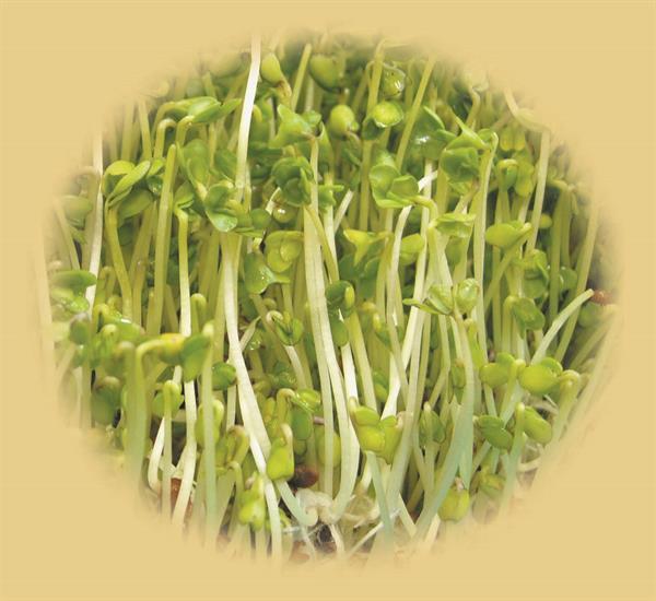 Broccolispirer, frø