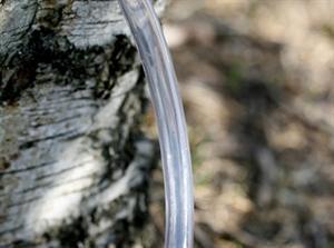 Schlauch 10/15 mm für Abfüllung, Pumpe und Birkensaft – 1 Meter, lebensmittelecht, PVC