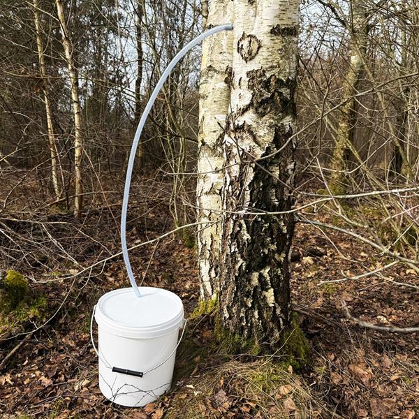 Birkesaft tapning udstyr / Sæt til tapning af birkesaft med 4 stk 2,5 liters dunke