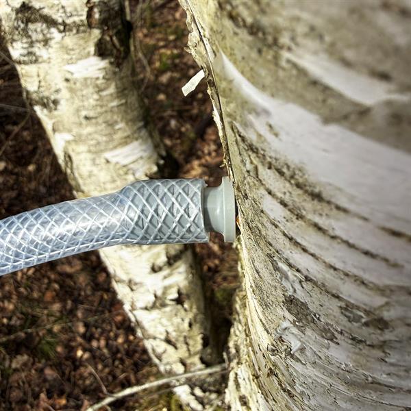 Tap your own birch sap / kit for tapping birch sap with 5 pcs 1-litre canisters